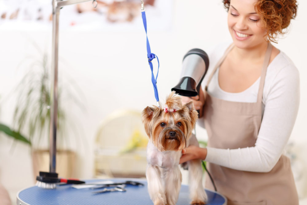 how much does it cost for a mobile dog groomer