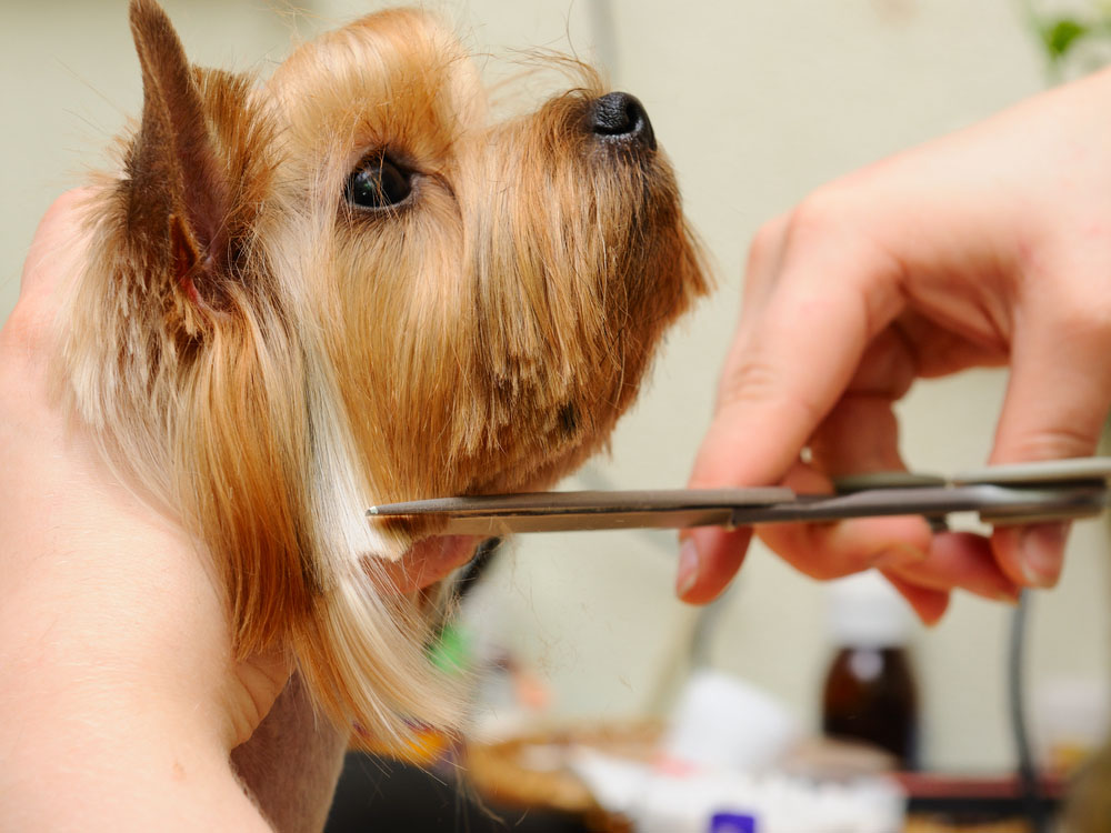 how much does it cost for a mobile dog groomer